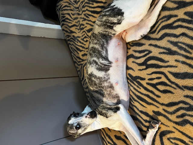 Sydney de la Grotte aux Moines